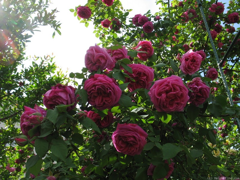 'Madame Isaac Pereire (Bourbon, Garcon, 1876)' rose photo