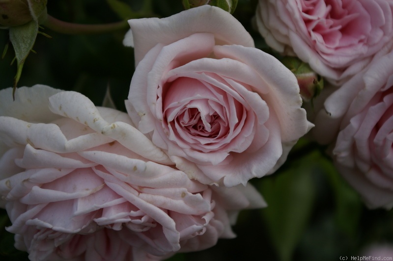 'Katharina von Bora' rose photo