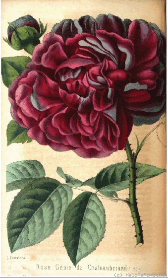 'Génie de Châteaubriand (damask perpetual, Oudin 1849)' rose photo