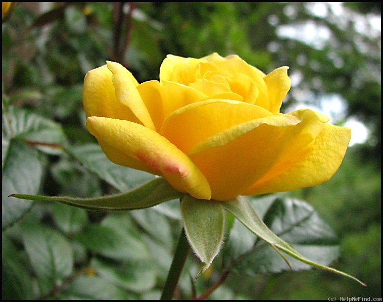 'Laura Ford ®' rose photo