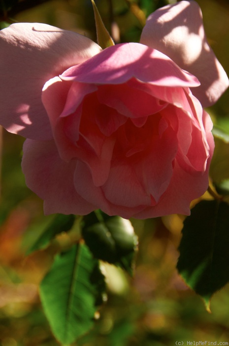 'Lijang Rose' rose photo
