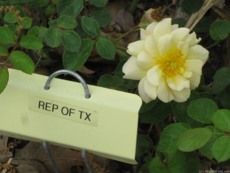 'Republic of Texas' rose photo