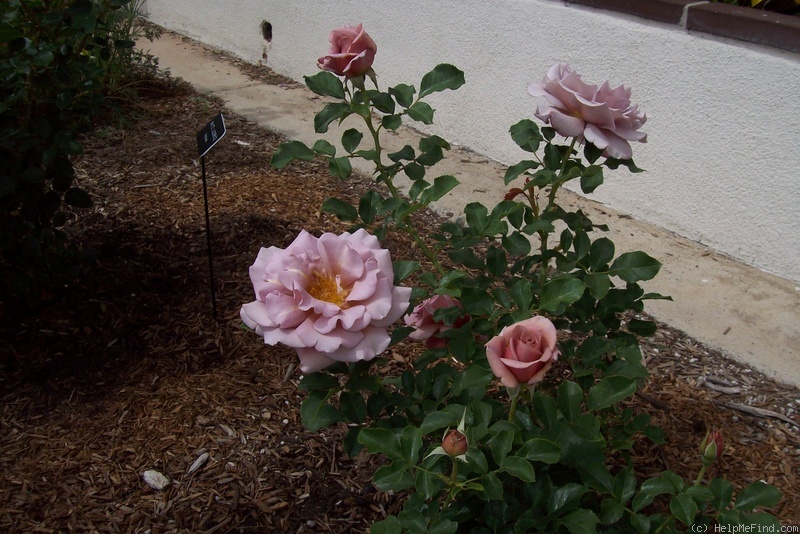 'Koko Loco (Floribunda, Bedard, 2010)' rose photo