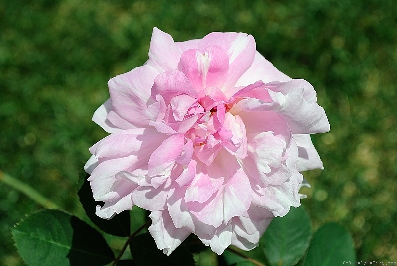 'Tina Marie' rose photo