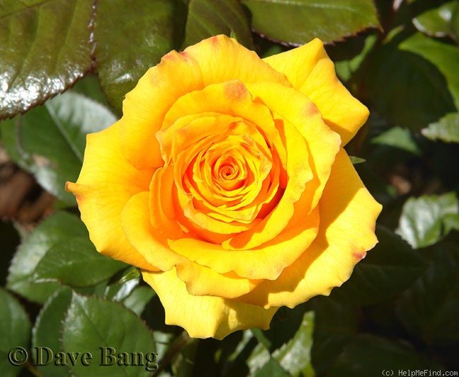 'Aloha ® (hybrid tea, Kordes, 1999)' rose photo