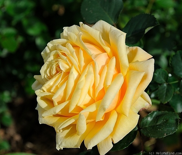 'Cynthia Brooke' rose photo