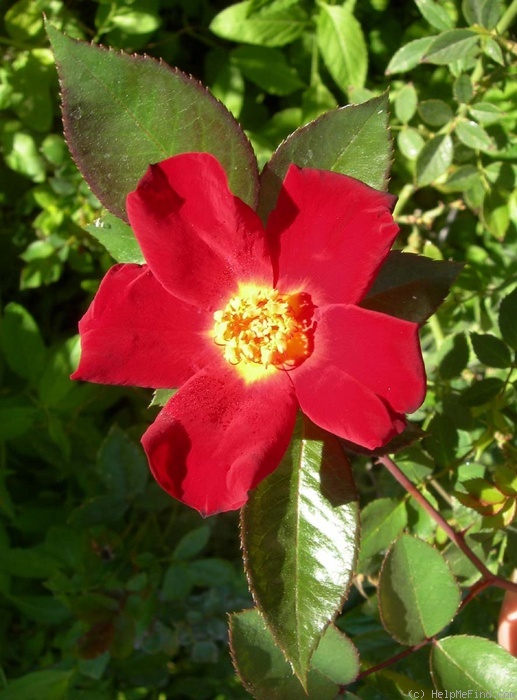 'RBXFLU' rose photo