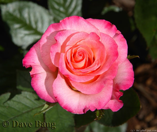 'Conundrum ™' rose photo