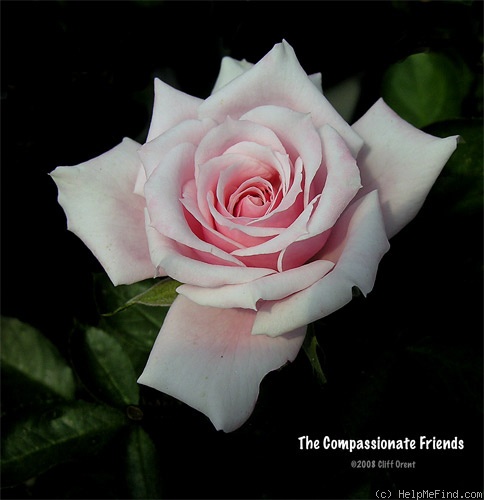 'Compassionate Friend (floribunda, Harkness, 1993)' rose photo