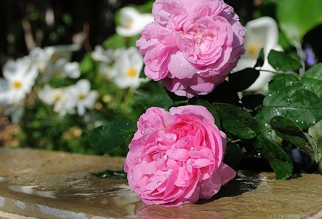'Schön Ingeborg' rose photo