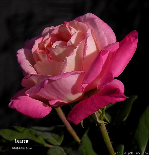 'Luarca' rose photo