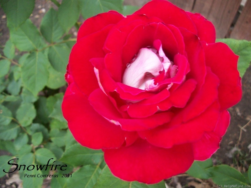 'Snowfire' rose photo