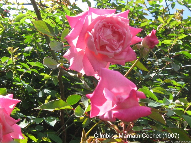 'Pink Maman Cochet, Cl.' rose photo