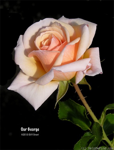 'Our George' rose photo
