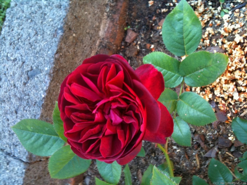 'Darcey Bussell' rose photo