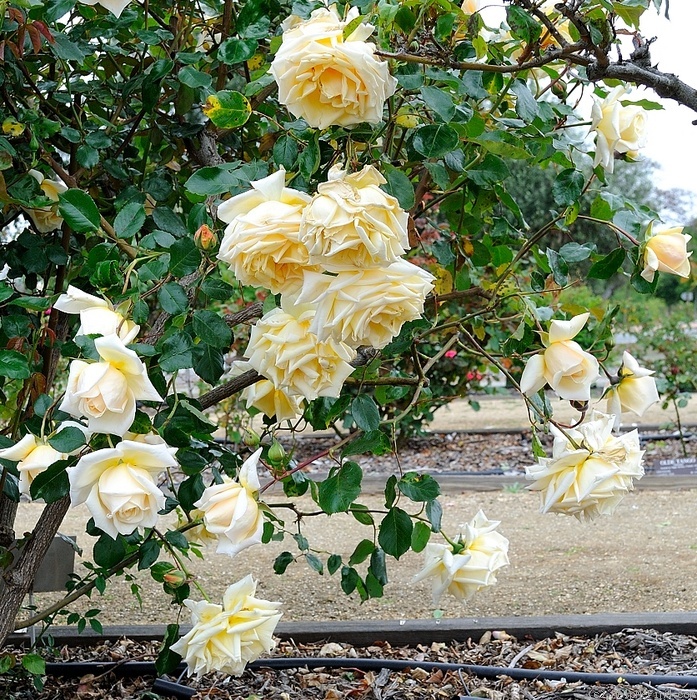 'Golden Oldie (hybrid tea, Davidson before 2006)' rose photo