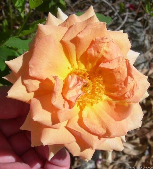 'Orange Ruffels' rose photo