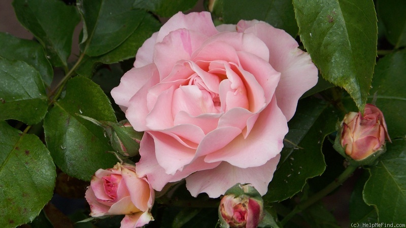 'Sequoia Ballet' rose photo