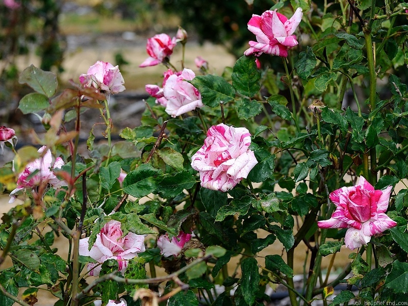 'Striped Queen' rose photo