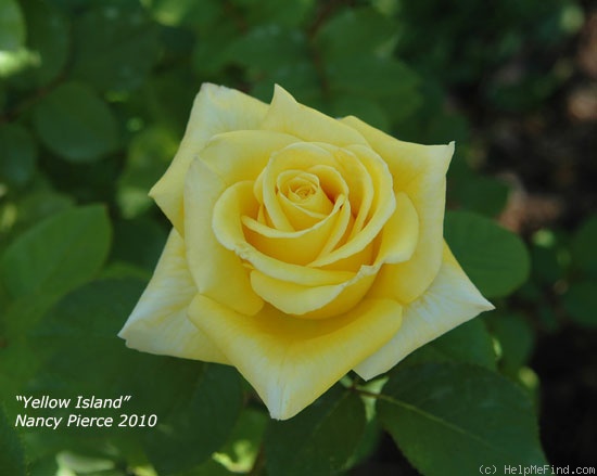 'Yellow Island' rose photo