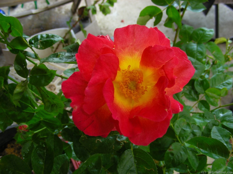 'Réveil Dijonnais' rose photo
