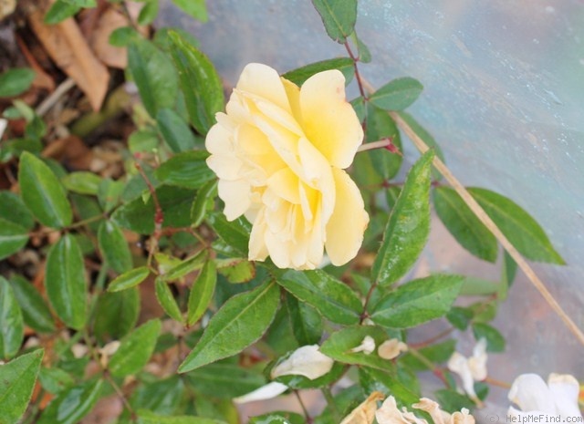 'George Elger' rose photo