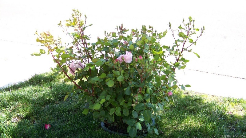 'Kimberlina ™' rose photo