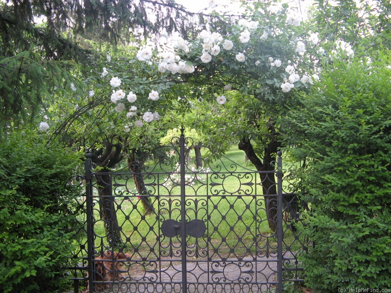 'Iceberg, Cl.' rose, click to enlarge 'Iceberg, Cl.' rose photo