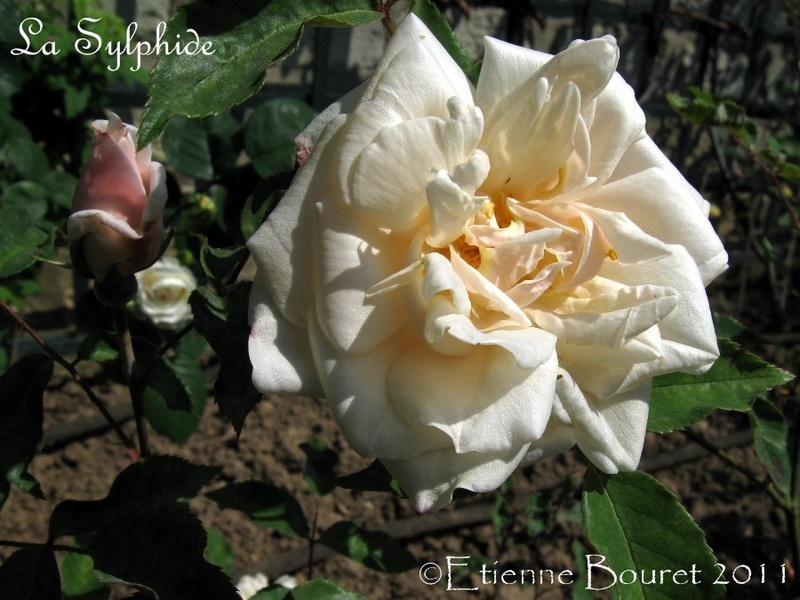 'La Sylphide (tea, Guérin/Vibert, 1838)' rose photo