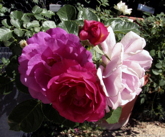 'Sweet Milo™' rose photo