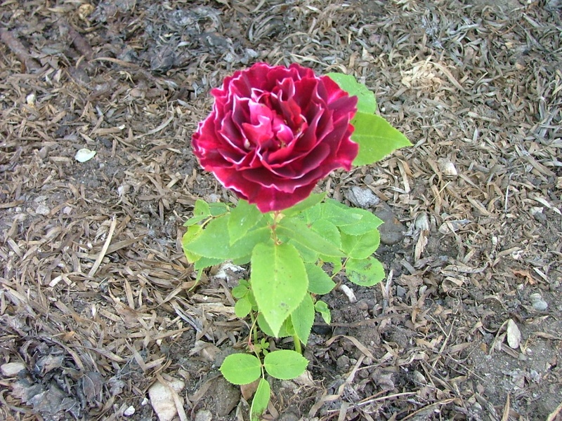 'Baron Girod de l'Ain' rose photo