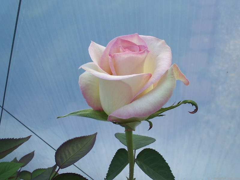 'His Redeeming Love' rose photo