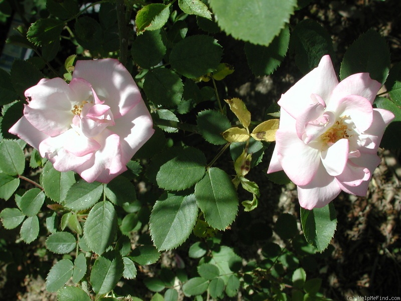 'Cpdlfed3' rose photo
