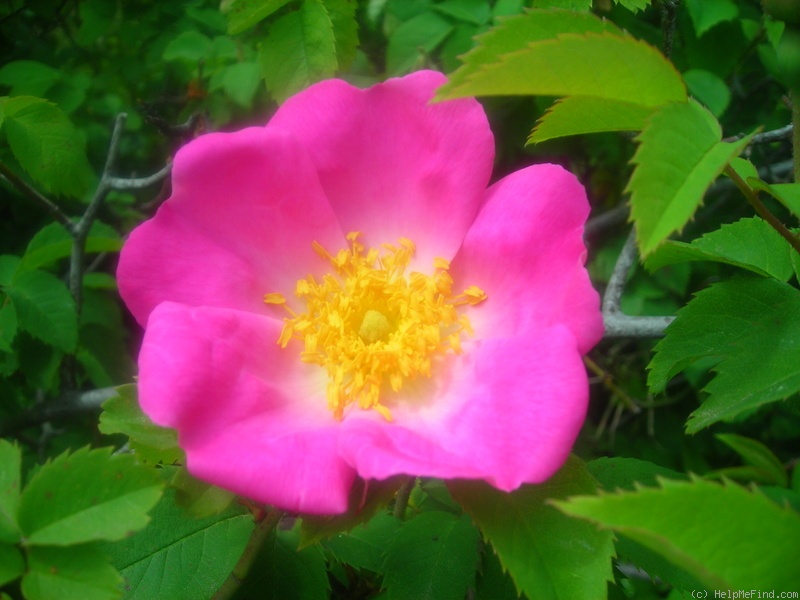 'Complicata' rose photo