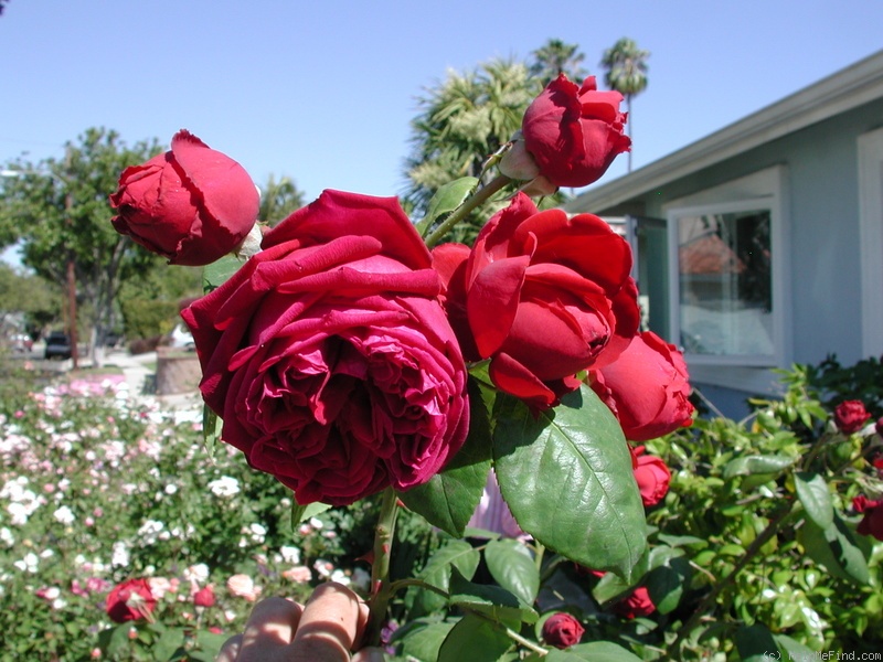 'The Squire ®' rose photo