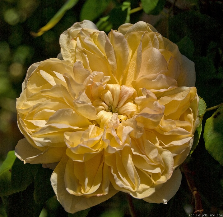 'Jaune Desprez' rose photo