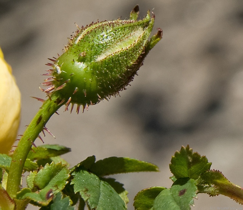 'Harison's Yellow' rose photo