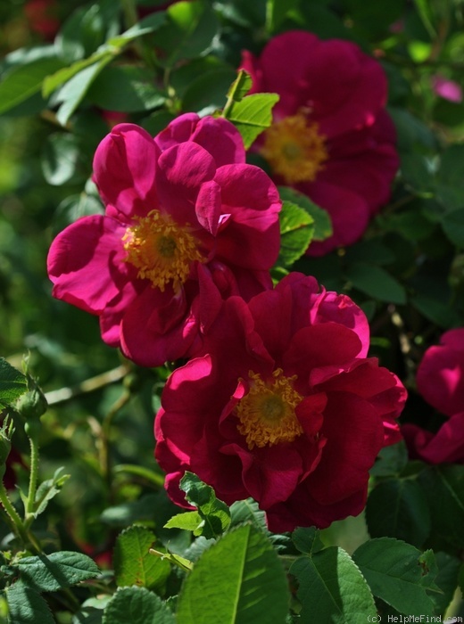 'James Mason' rose photo