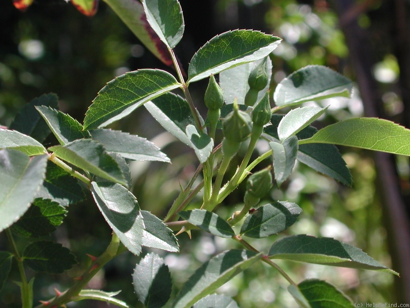 '0-47-19DLFED' rose, click to enlarge '0-47-19DLFED' rose photo