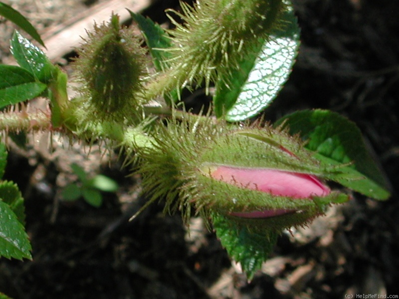 'MORjerry' rose photo