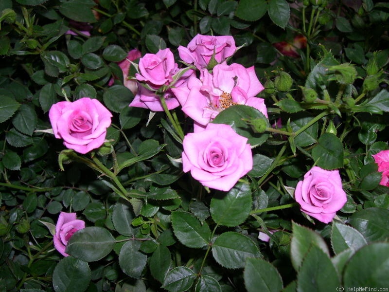 'Bill Zumbar' rose photo