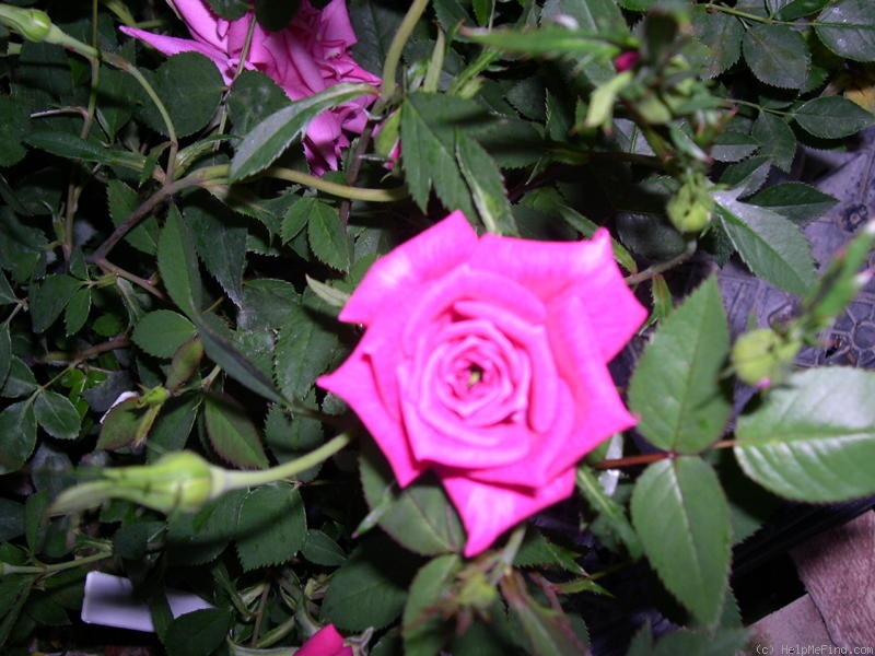 'Hot Pink (miniature, Wells, 2008)' rose photo