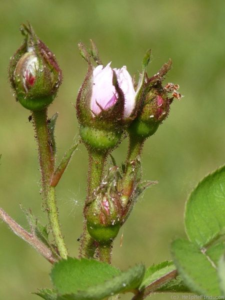 'Farinelli' rose photo