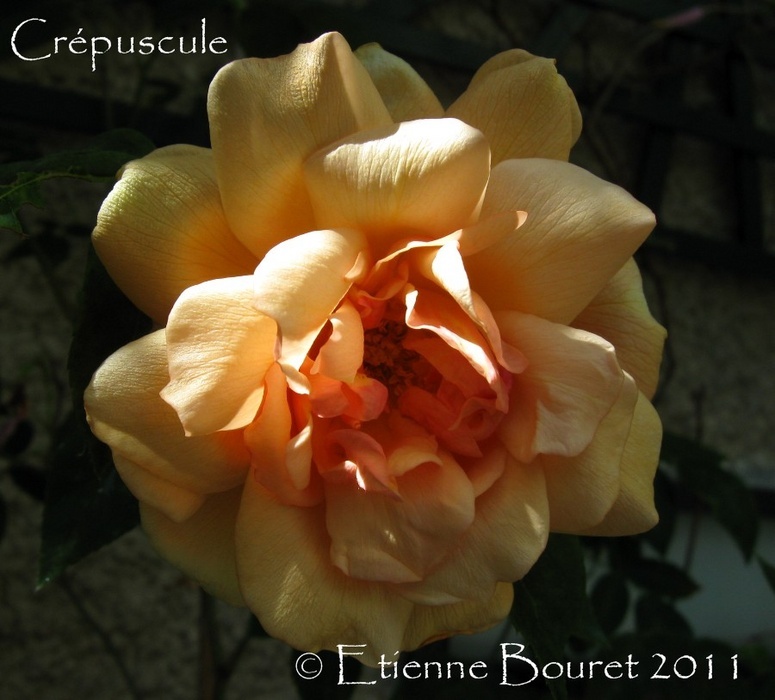 'Crépuscule (Tea Noisette, Dubreuil, 1904)' rose photo