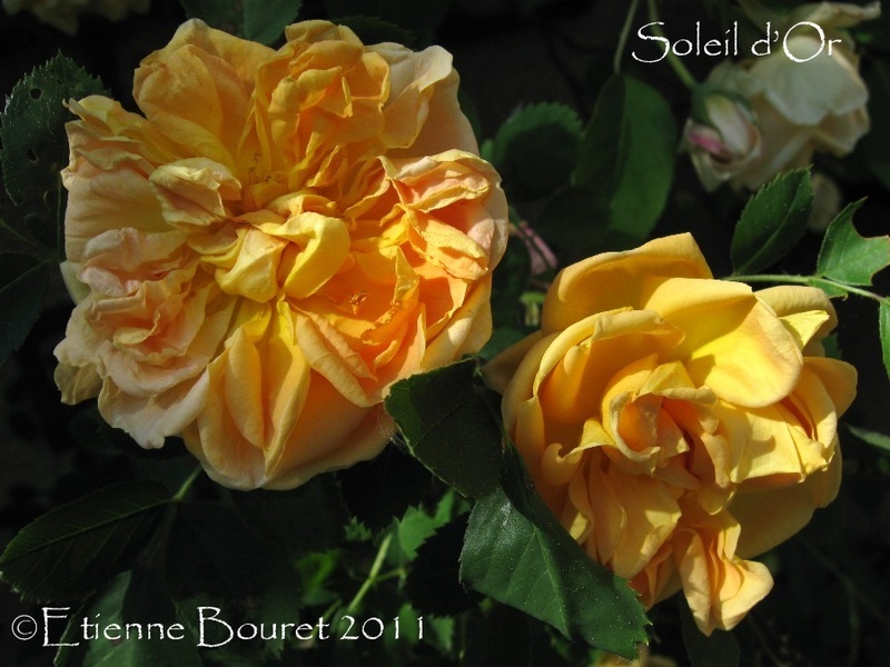 'Soleil d'Or' rose photo