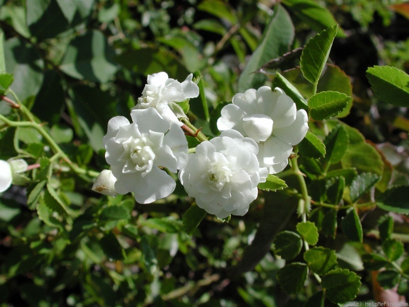 'Double Poterifolia' rose photo