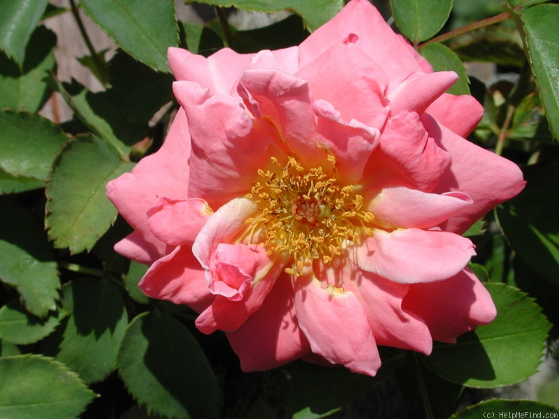 'Joyseed' rose photo