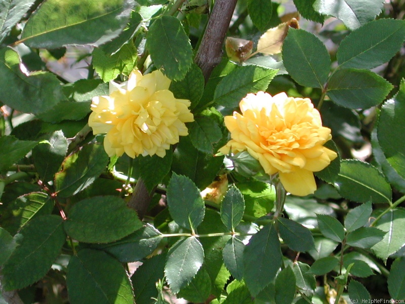 'Golden Horizon ™' rose photo