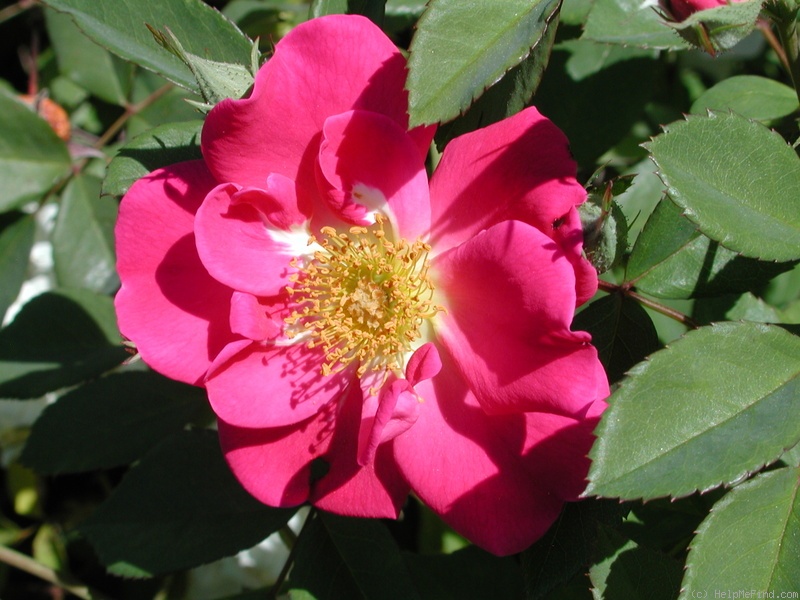 'Lynnie (Shrub, Rupert, 2001)' rose photo