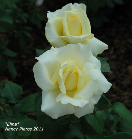 'Elina ®' rose photo